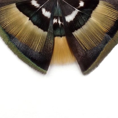 Collier Serie butterfly feather – Image 2
